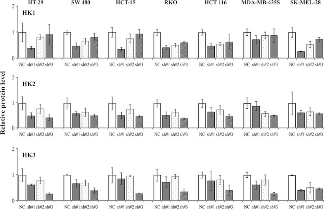 HK1 Antibody