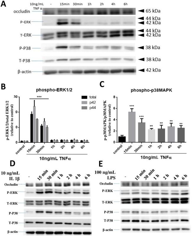 Occludin Antibody in Western Blot (WB)