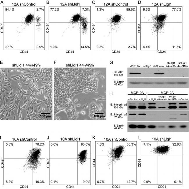 CD24 Antibody in Flow Cytometry (Flow)