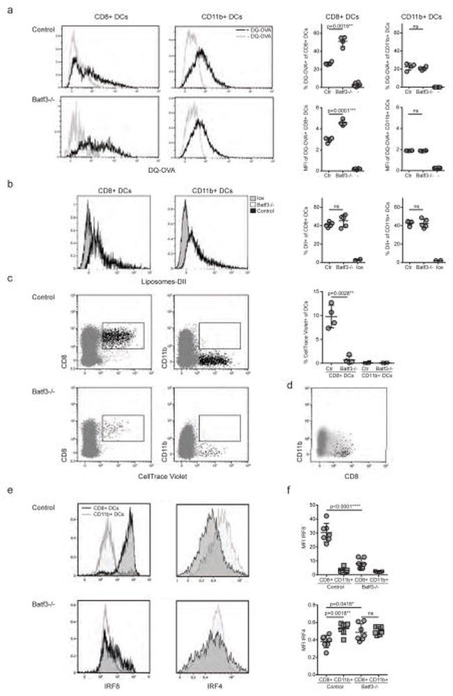 IRF8 Antibody in Flow Cytometry (Flow)