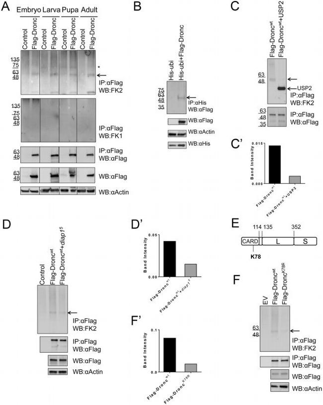 6x-His Tag Antibody in Immunoprecipitation (IP)