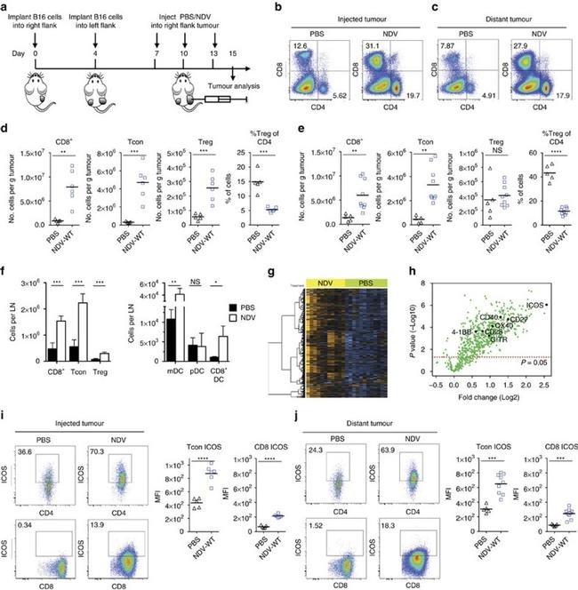 CD8b Antibody in Flow Cytometry (Flow)