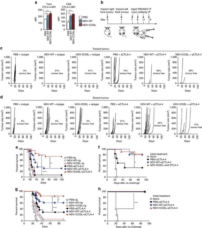 CD152 (CTLA-4) Antibody in Flow Cytometry (Flow)