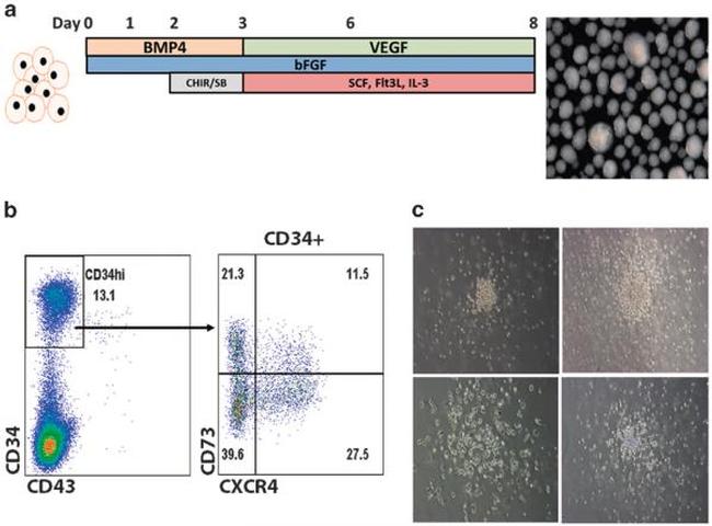 CD184 (CXCR4) Antibody in Flow Cytometry (Flow)