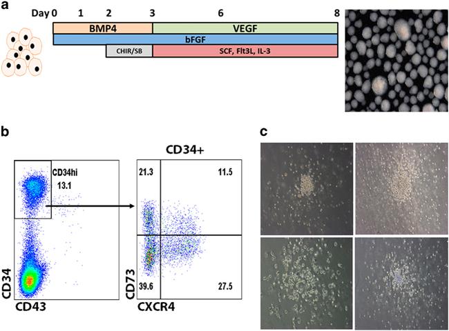 CD34 Antibody in Flow Cytometry (Flow)