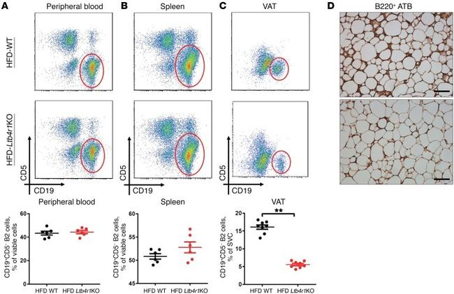 CD5 Antibody in Flow Cytometry (Flow)