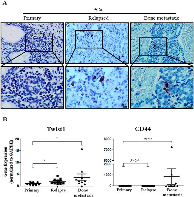 Chromogranin A Antibody in Immunohistochemistry, Immunohistochemistry (Paraffin) (IHC, IHC (P))