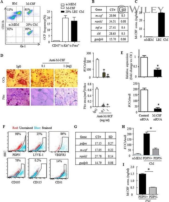 LYVE1 Antibody in Flow Cytometry (Flow)