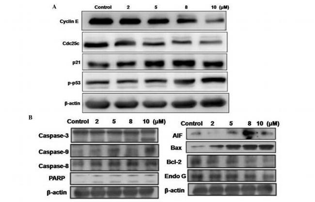 p53 Antibody in Western Blot (WB)