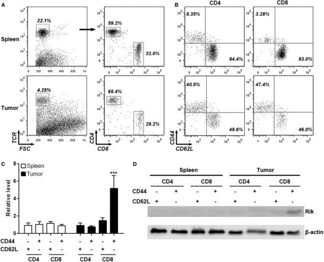 TCR beta Antibody in Flow Cytometry (Flow)