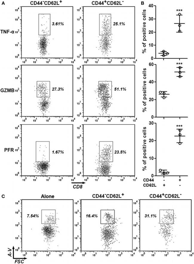 Perforin Antibody in Flow Cytometry (Flow)