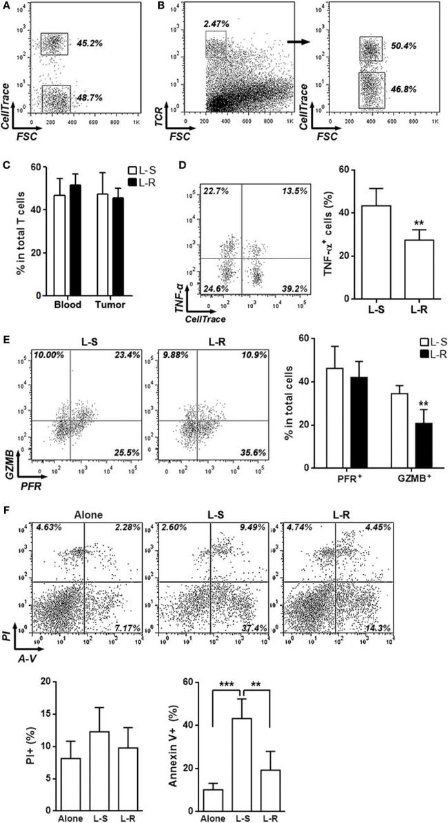 Perforin Antibody in Flow Cytometry (Flow)