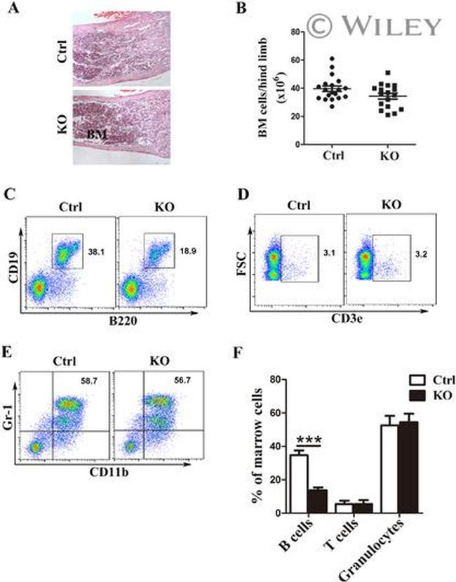 Ly-6G/Ly-6C Antibody in Flow Cytometry (Flow)