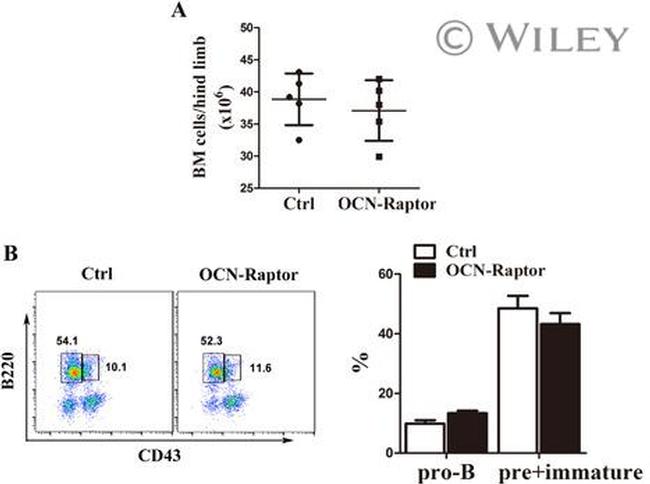 Ly-6G/Ly-6C Antibody in Flow Cytometry (Flow)