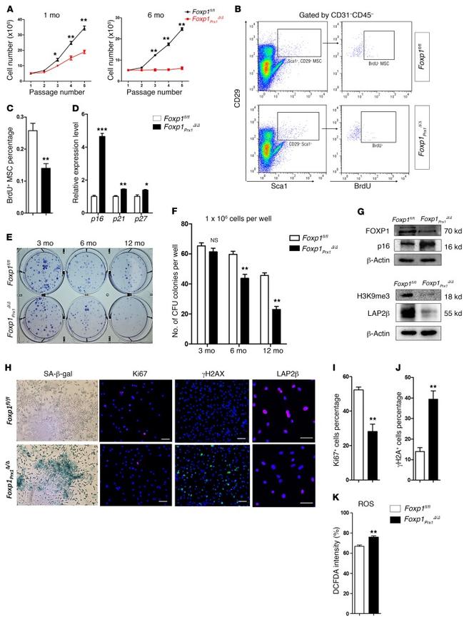 CD29 (Integrin beta 1) Antibody in Flow Cytometry (Flow)