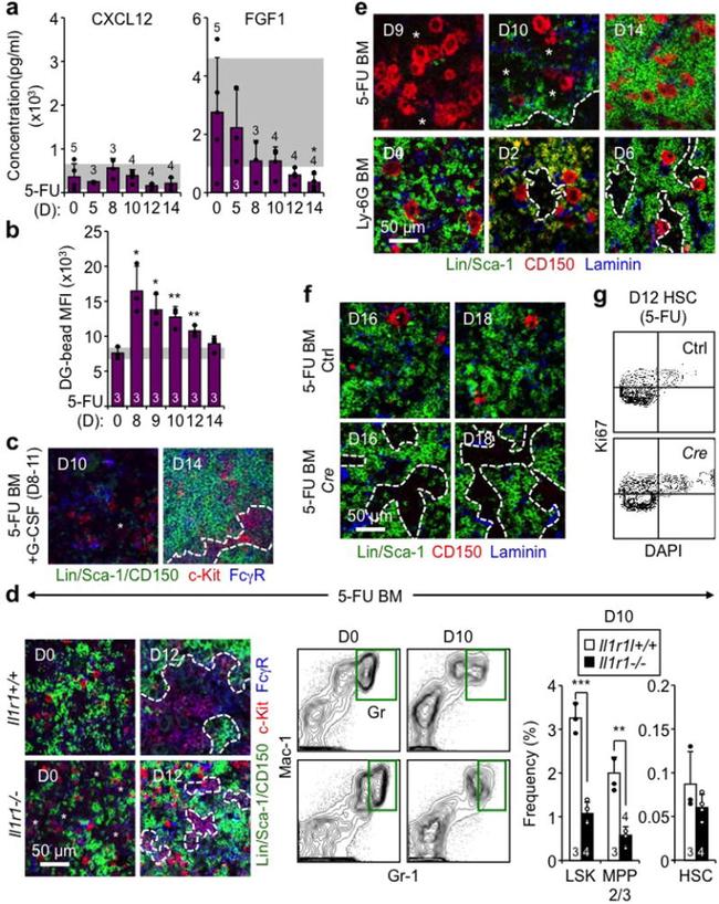 Ki-67 Antibody in Flow Cytometry (Flow)