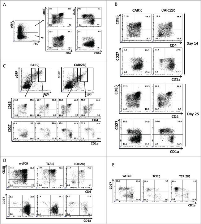 CD27 Antibody in Flow Cytometry (Flow)