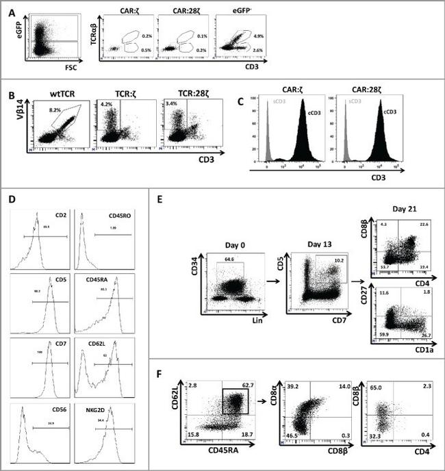 CD27 Antibody in Flow Cytometry (Flow)