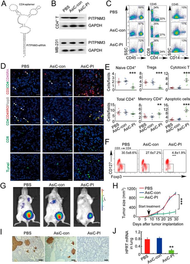 CD4 Antibody in Flow Cytometry (Flow)