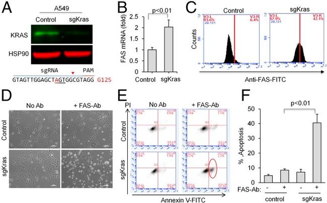 CD95 (APO-1/Fas) Antibody in Immunocytochemistry, Flow Cytometry (ICC/IF, Flow)