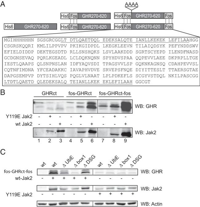 JAK2 Antibody in Western Blot (WB)