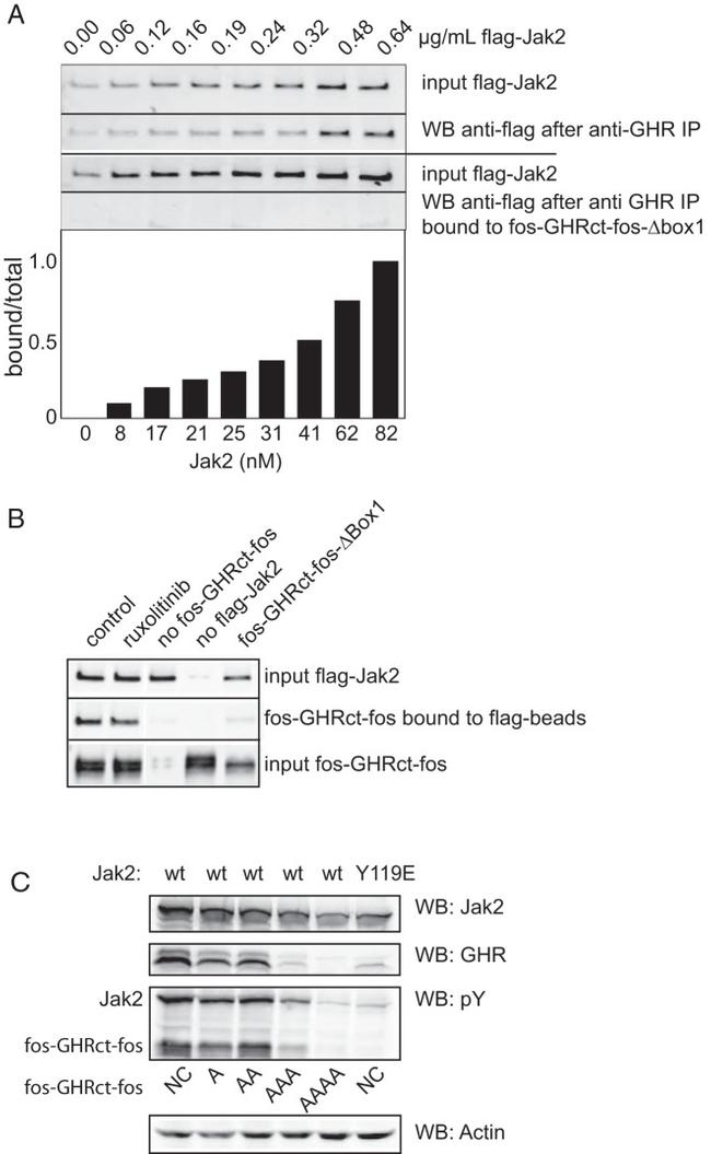 JAK2 Antibody in Western Blot (WB)