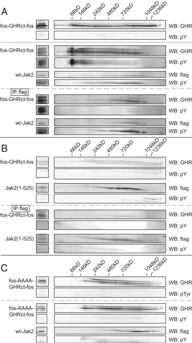 JAK2 Antibody in Western Blot (WB)