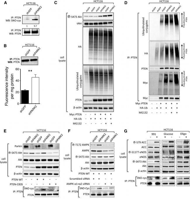 Parkin Antibody in Western Blot (WB)