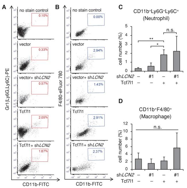 F4/80 Antibody in Flow Cytometry (Flow)