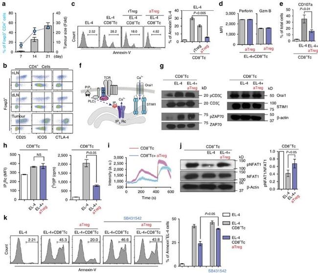 Perforin Antibody in Flow Cytometry (Flow)