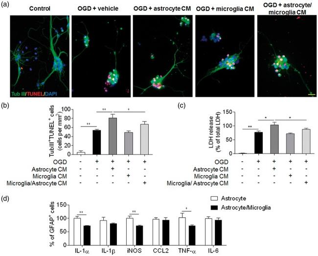 iNOS Antibody in Flow Cytometry (Flow)