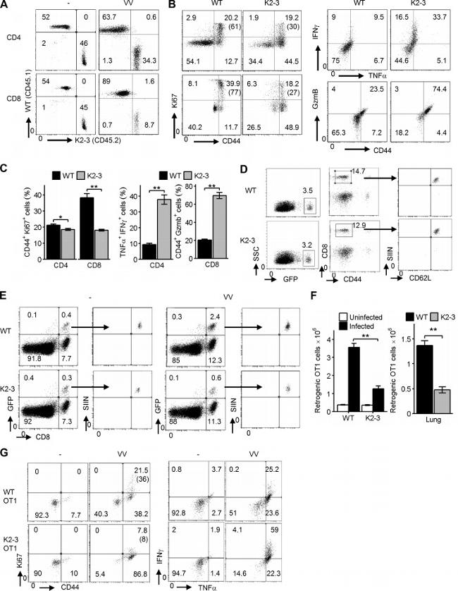 Ki-67 Antibody in Flow Cytometry (Flow)