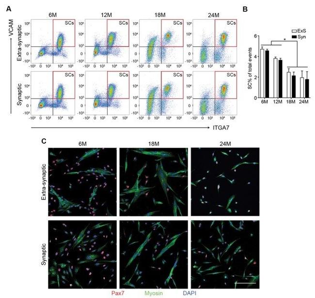 VCAM-1 Antibody in Flow Cytometry (Flow)