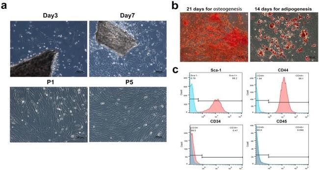 CD34 Antibody in Flow Cytometry (Flow)