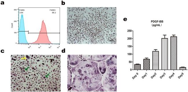 F4/80 Antibody in Flow Cytometry (Flow)