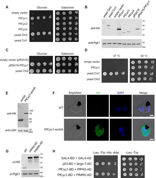 HA Tag Antibody in Western Blot (WB)