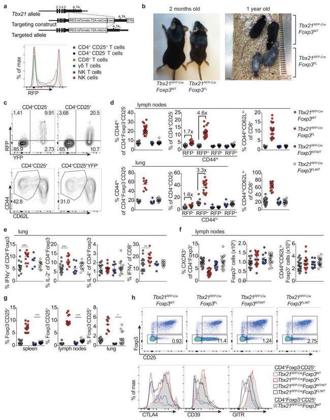 Gata-3 Antibody in Flow Cytometry (Flow)