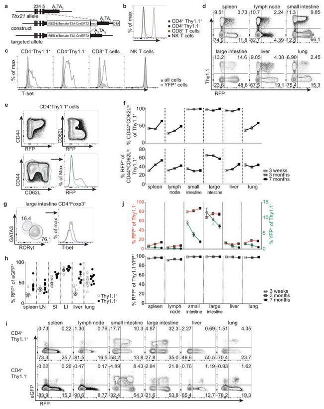 CD90.1 (Thy-1.1) Antibody in Flow Cytometry (Flow)