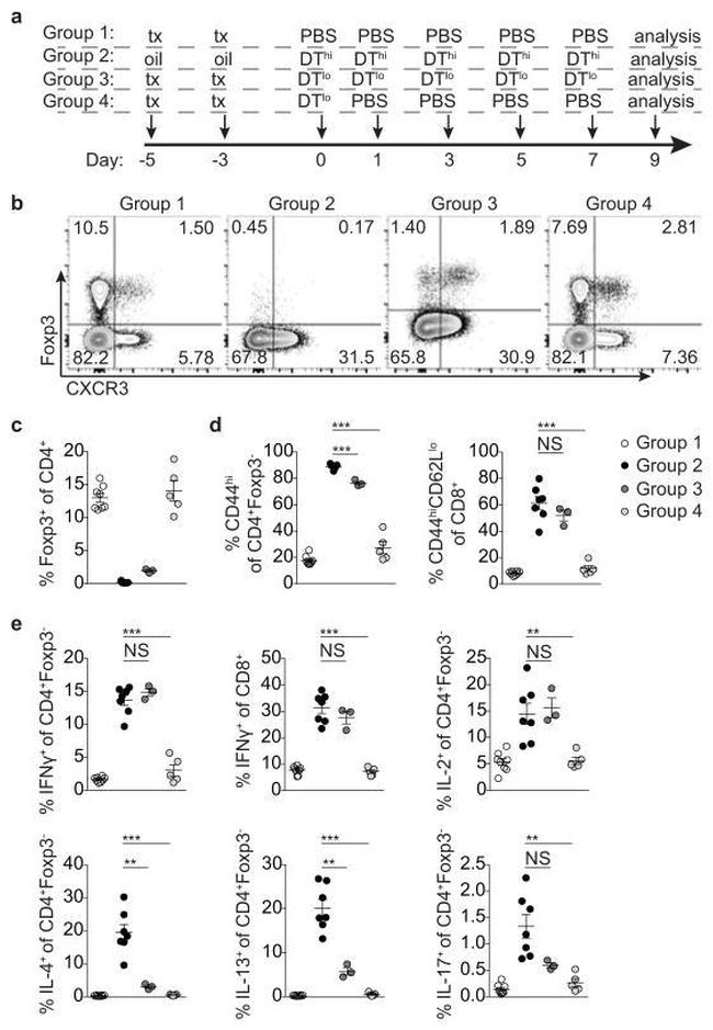 CD90.1 (Thy-1.1) Antibody in Flow Cytometry (Flow)