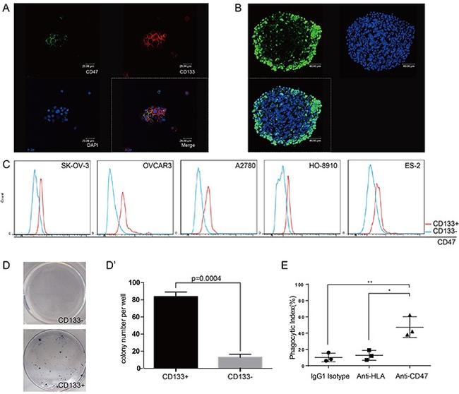 CD47 Antibody in Flow Cytometry (Flow)