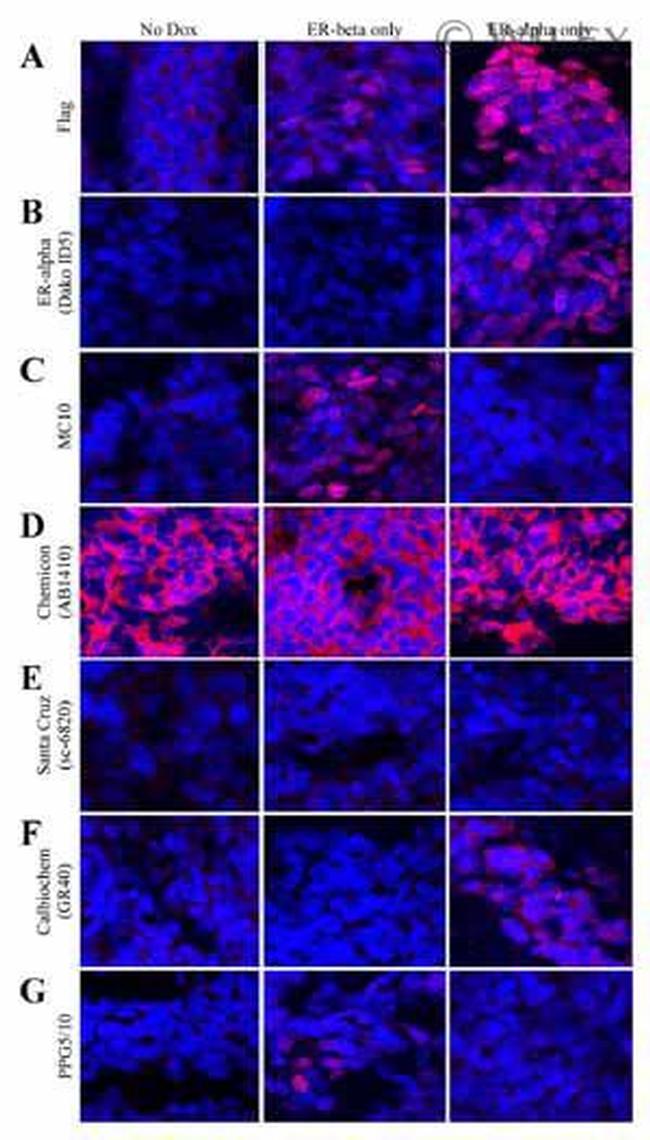 Estrogen Receptor beta Antibody in Immunocytochemistry (ICC/IF)