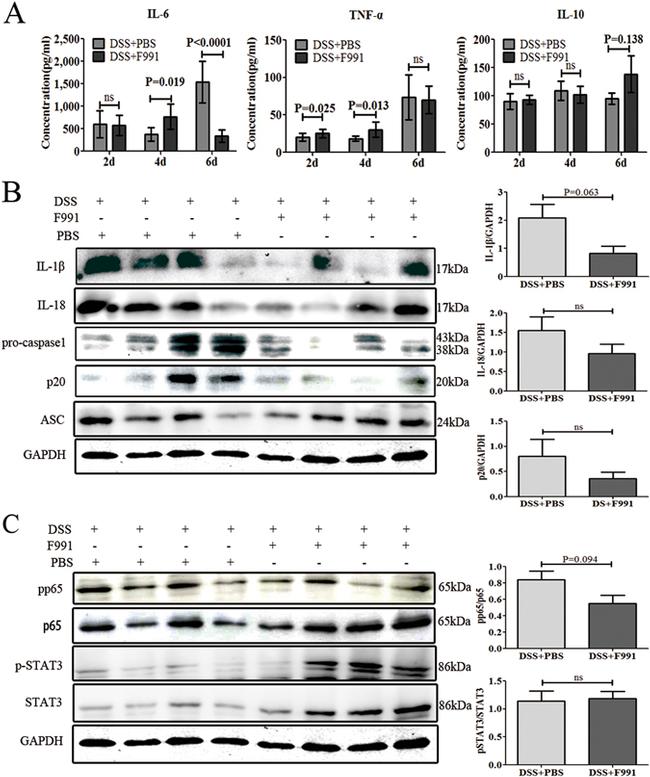 Caspase 1 Antibody in Western Blot (WB)