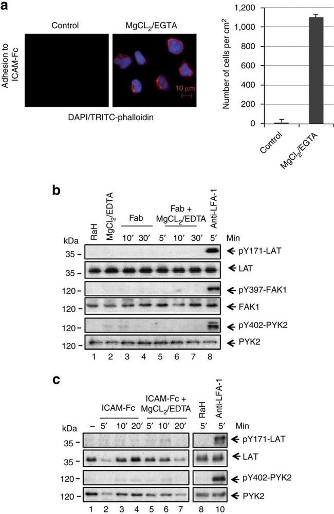 Phospho-LAT (Tyr132) Antibody in Western Blot (WB)