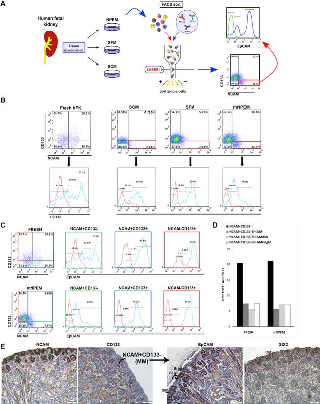 CD326 (EpCAM) Antibody in Flow Cytometry (Flow)