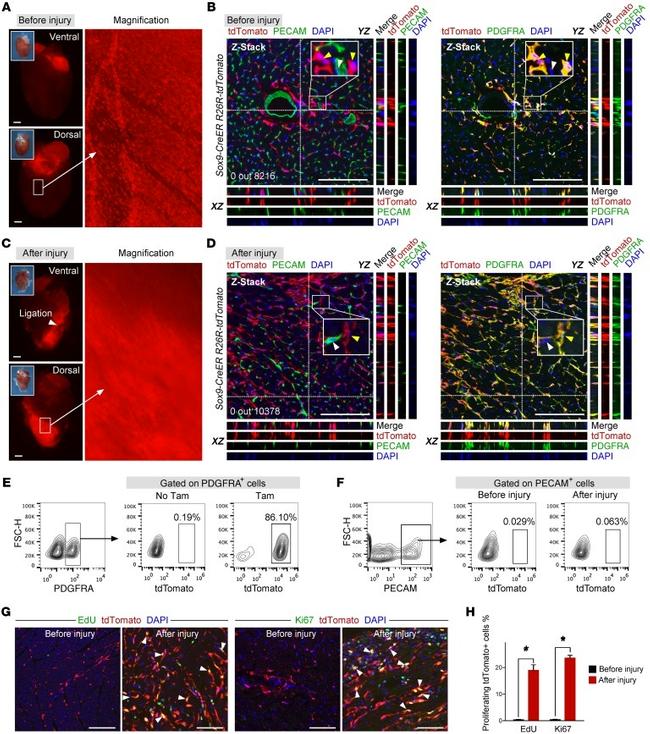 CD140a (PDGFRA) Antibody in Immunohistochemistry, Flow Cytometry (IHC, Flow)