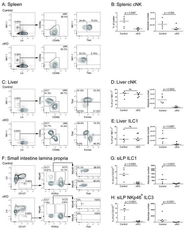 CD335 (NKp46) Antibody in Flow Cytometry (Flow)