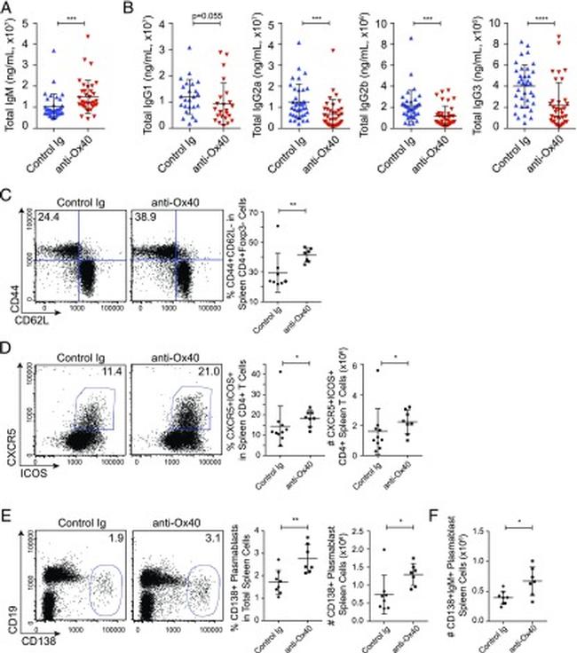 CD62L (L-Selectin) Antibody in Flow Cytometry (Flow)