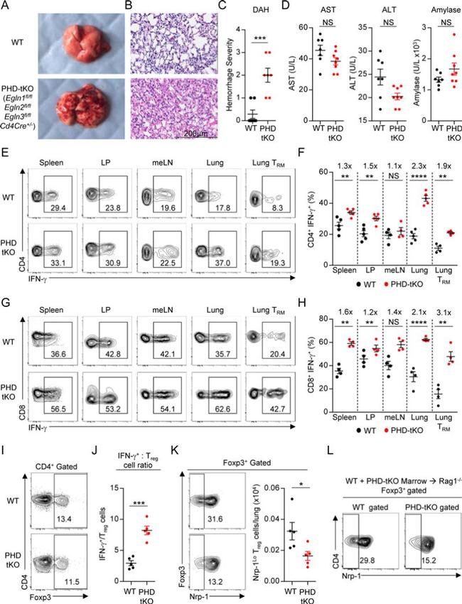 FOXP3 Antibody in Flow Cytometry (Flow)