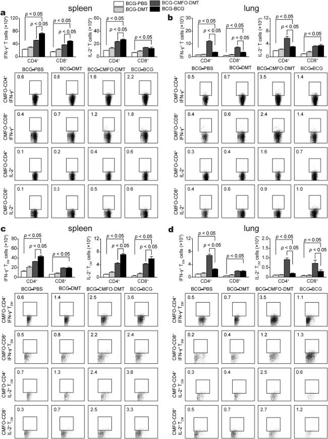 IL-2 Antibody in Flow Cytometry (Flow)