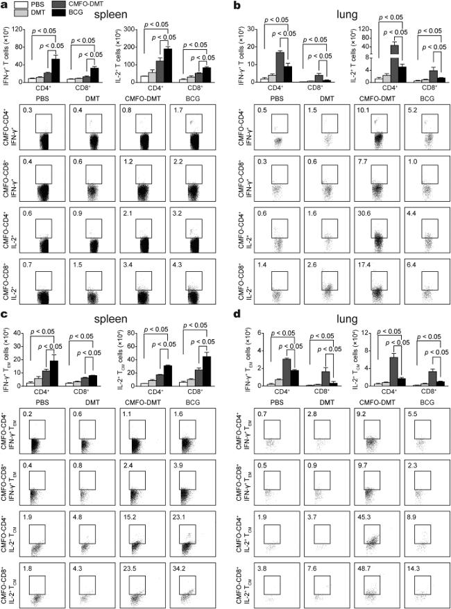 IL-2 Antibody in Flow Cytometry (Flow)